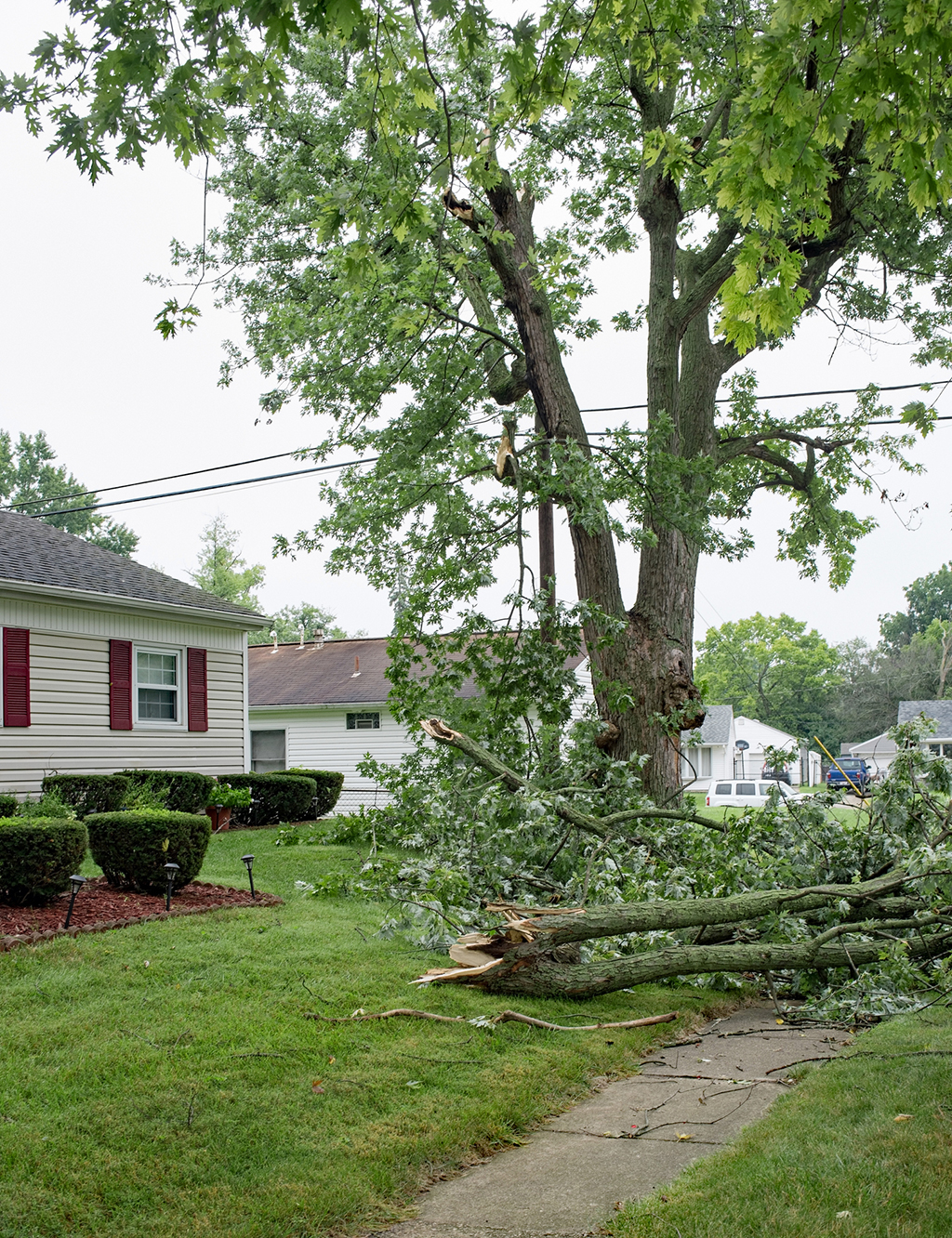 Understanding Your Emergency Tree Service | Weatherford, TX