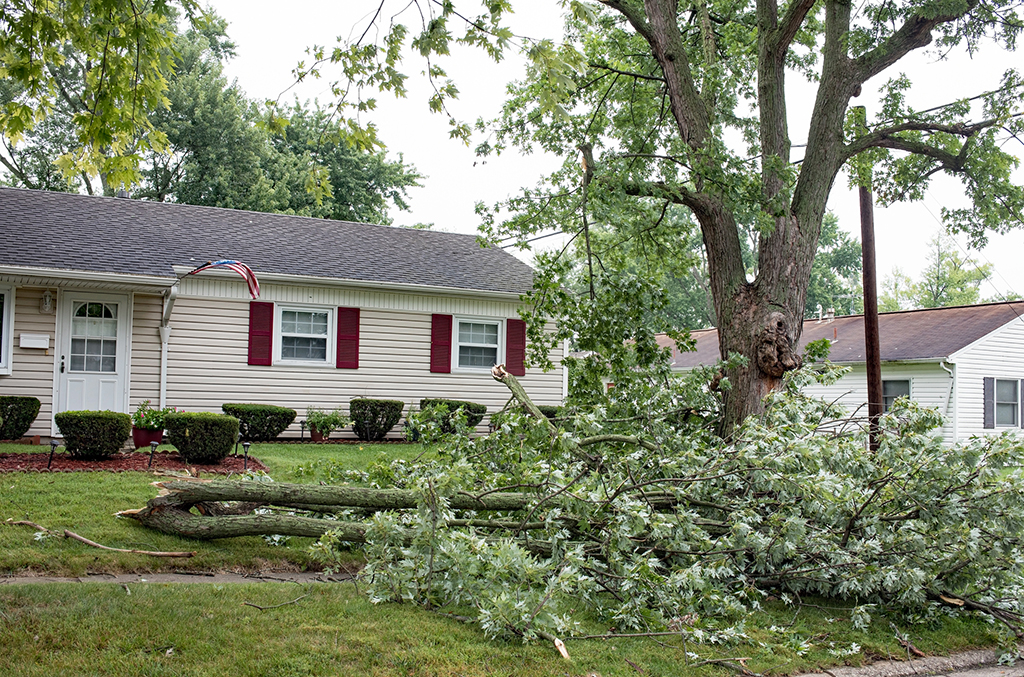 What-Is-An-Emergency-Tree-Service--_-Fort-Worth,-TX