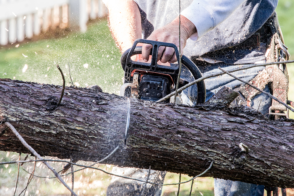 Avoid-DIY-Mistakes-With-Tree-Removal-Service-_-Prosper,-TX