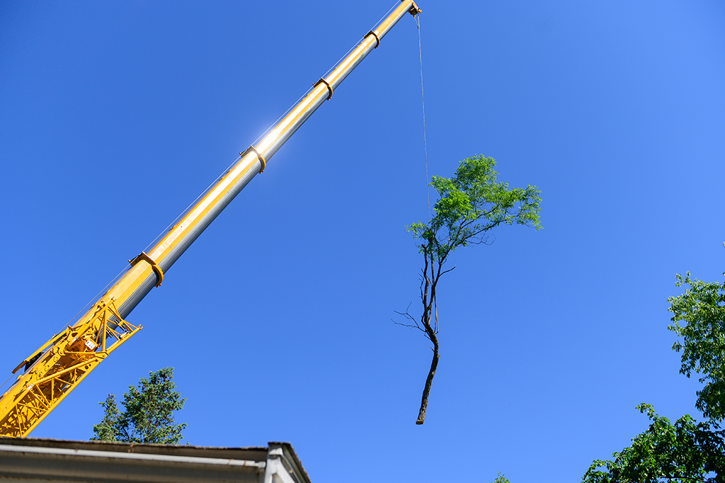 Crane Tree Removal Service: A Safe Process | Weatherford, TX