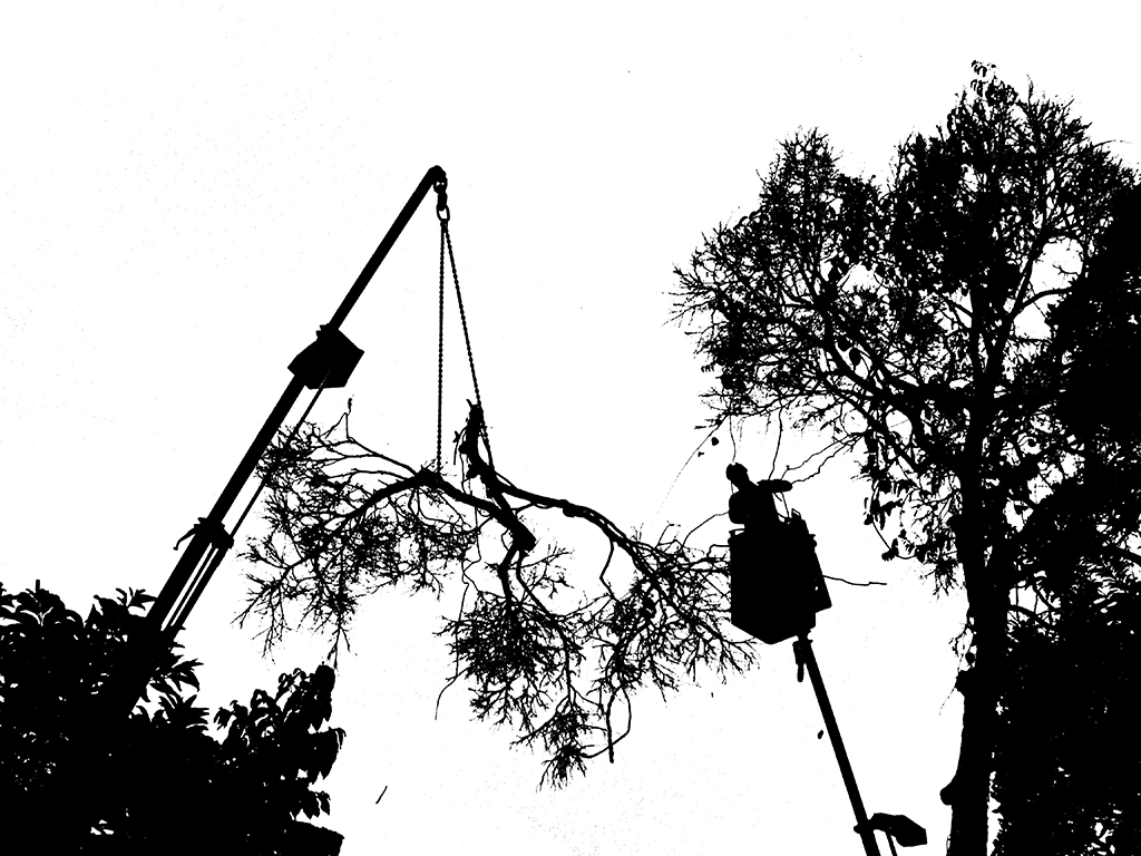Hiring-Your-Crane-Tree-Removal-Service-_-Dallas,-TX