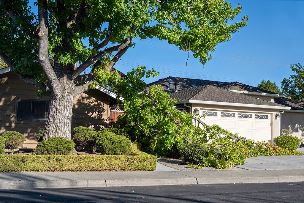 Why-You-Might-Need-Emergency-Tree-Service-_-Fort-Worth,-TX--