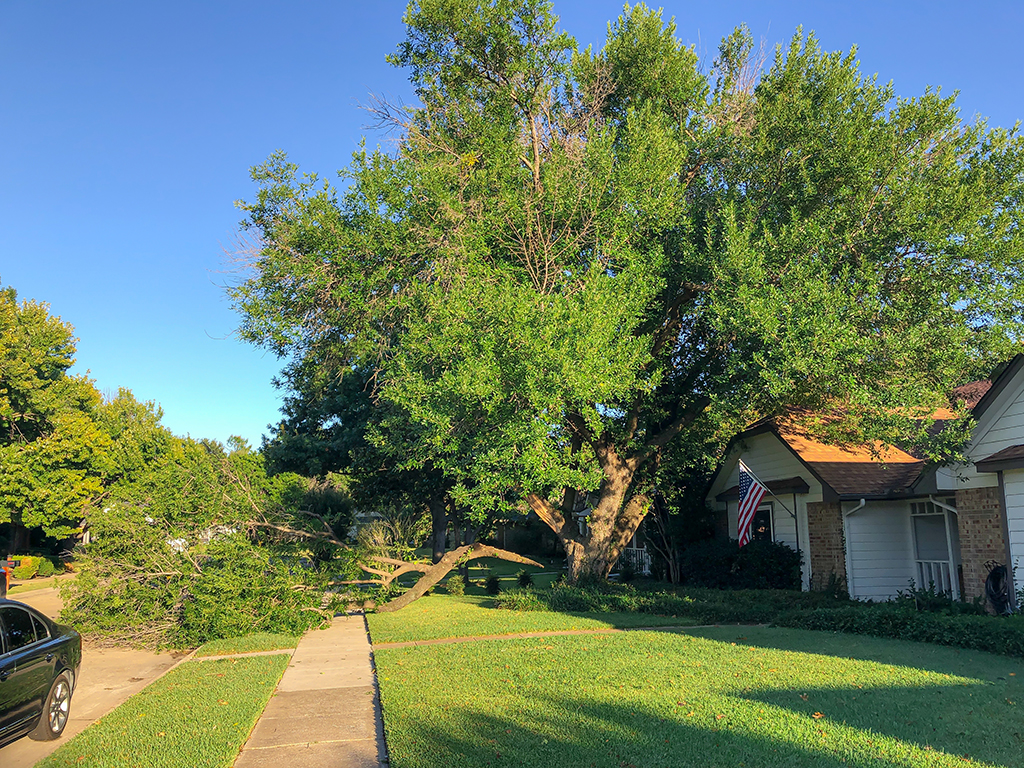 Choosing-The-Right-Crane-Tree-Removal-Service-_-Weatherford,-TX