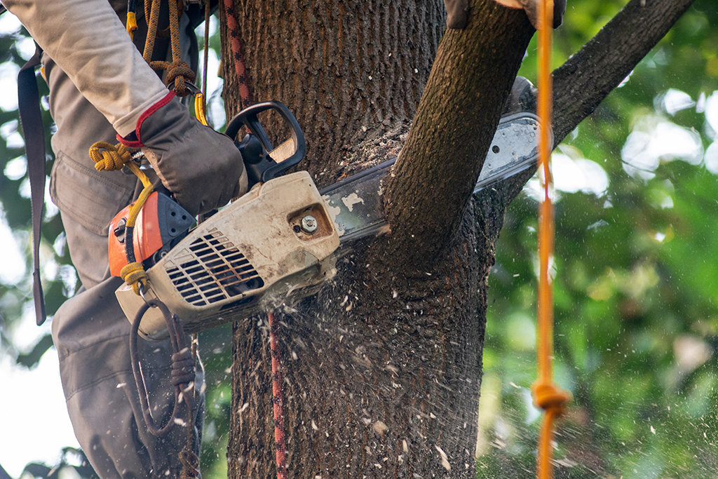 Emergency Tree Service To Preserve Or Remove Trees | Weatherford, TX
