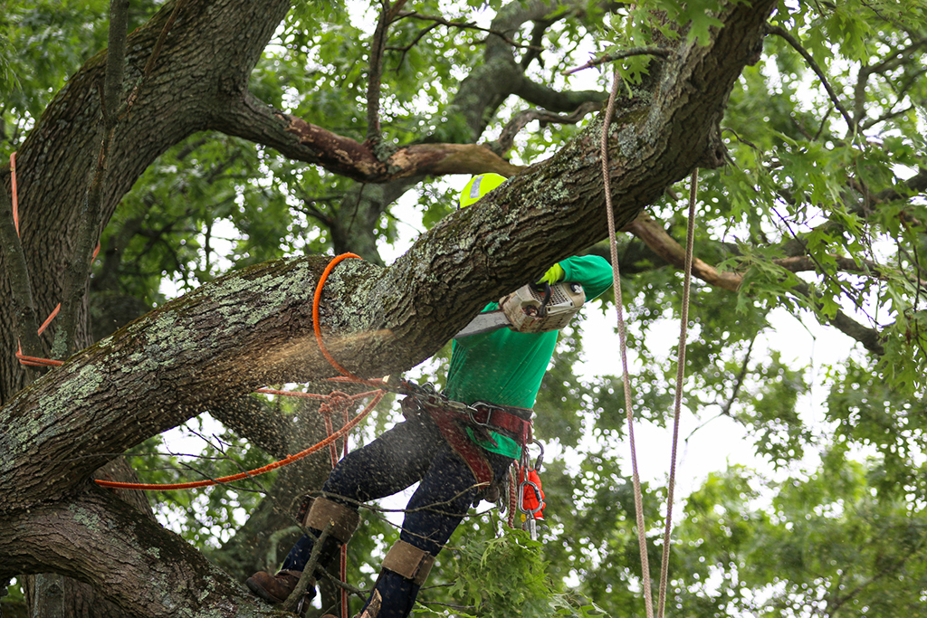 Emergency Tree Service VS Regular Tree Service: What’s The Difference | Aledo, TX