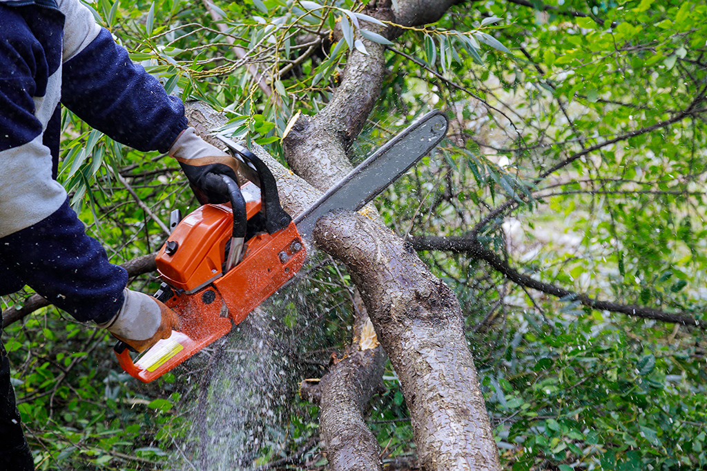 Are You Prepared For Your Tree Removal Service? | Weatherford, TX