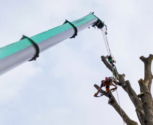 Benefits Of Crane Tree Removal Service | Weatherford, TX