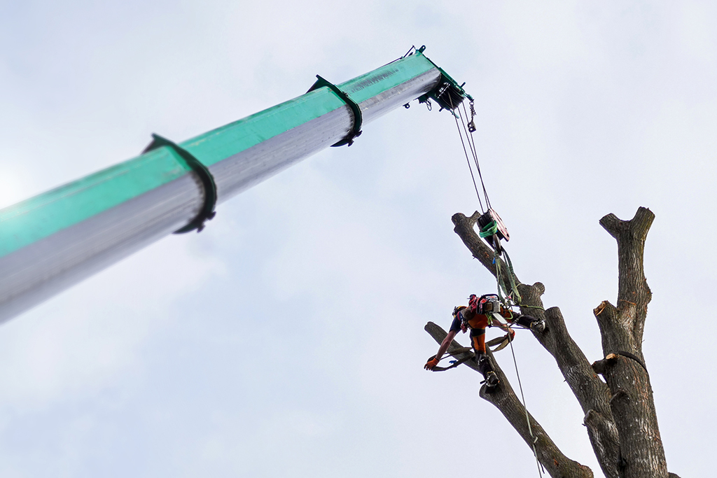Benefits Of Crane Tree Removal Service | Weatherford, TX