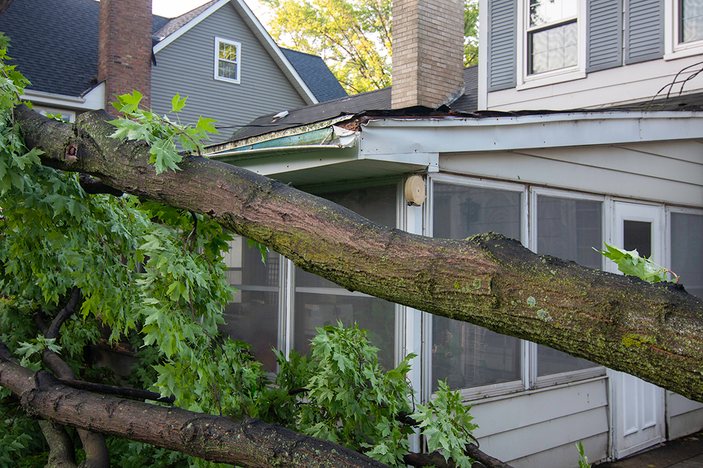 Problems That Require A Call To An Emergency Tree Service | Fort Worth, TX