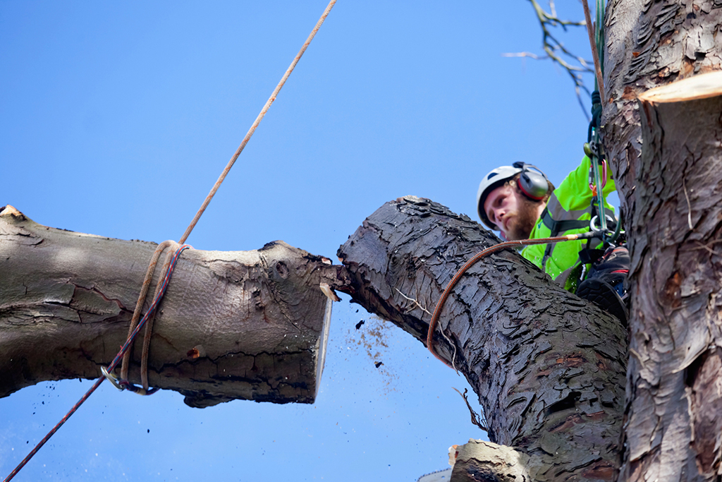 The What, Why, When, And Where Of Tree Removal Service | Prosper, TX