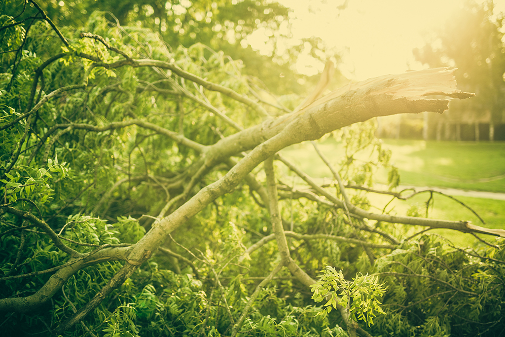 When Your Tree Care Needs Might Require Emergency Tree Service | Aledo, TX