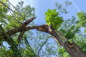 3 Signs You Need Emergency Tree Service