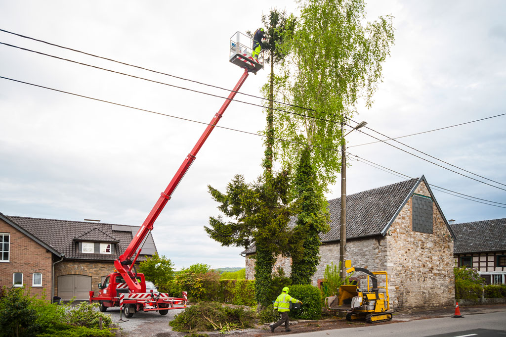A New Industry Standard: Crane Tree Removal Service
