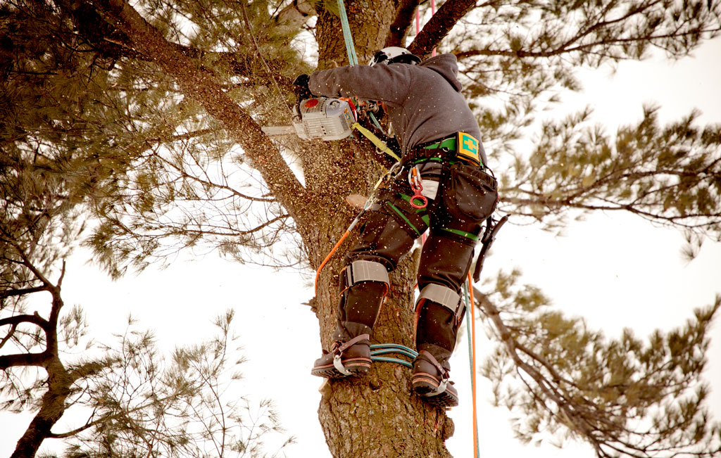 Benefits Of Regular Tree Trimming Service