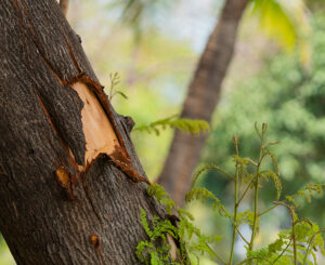 Do You Need Tree Removal Service For Leaning Trees?