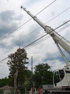 The Ins and Outs of Crane Tree Removal Service
