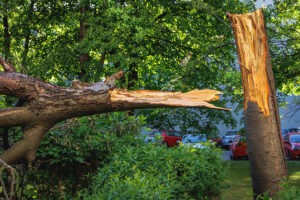 Top Reasons You May Need Tree Removal Service