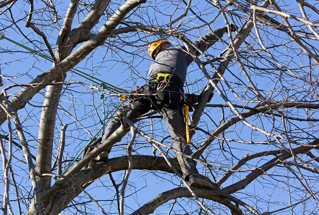 What to Look For In A Tree Trimming Service