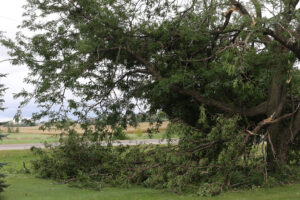 When To Call About An Emergency Tree Service