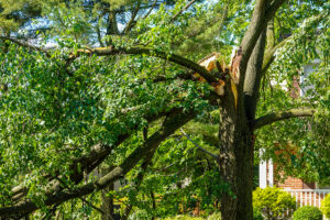 Why You Need to Hire an Emergency Tree Service
