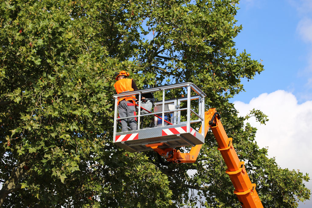 Are These Mistakes Costing You Repeated Emergency Tree Service?