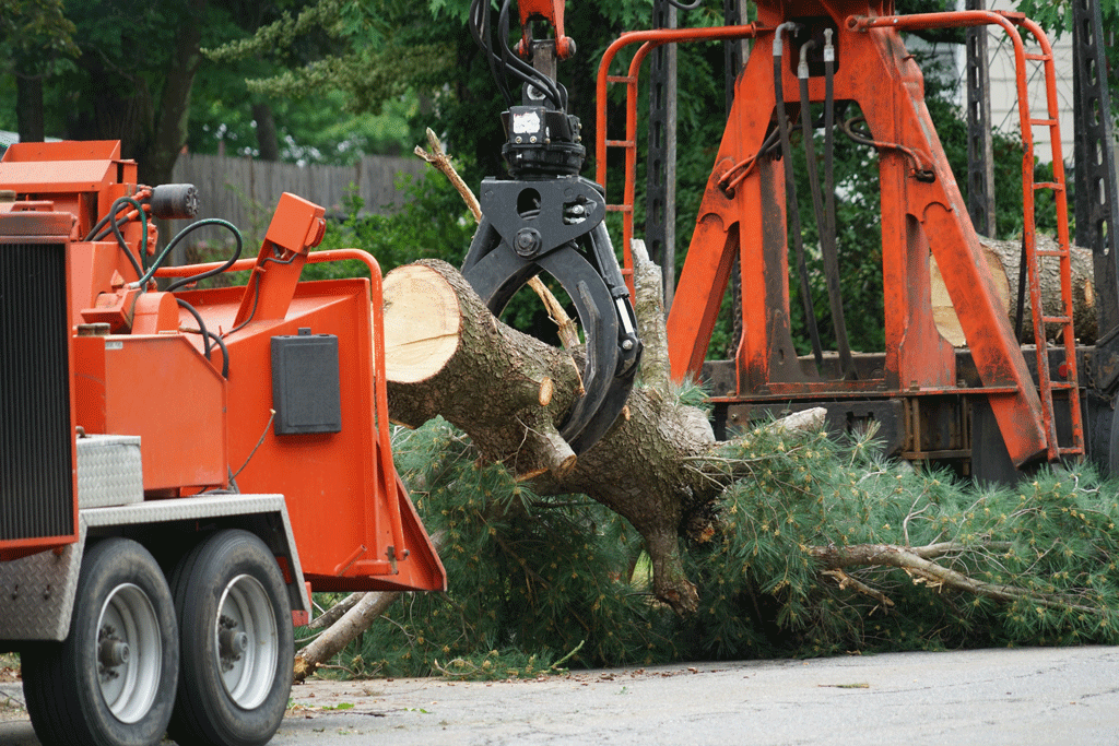 About Us | Tree Service