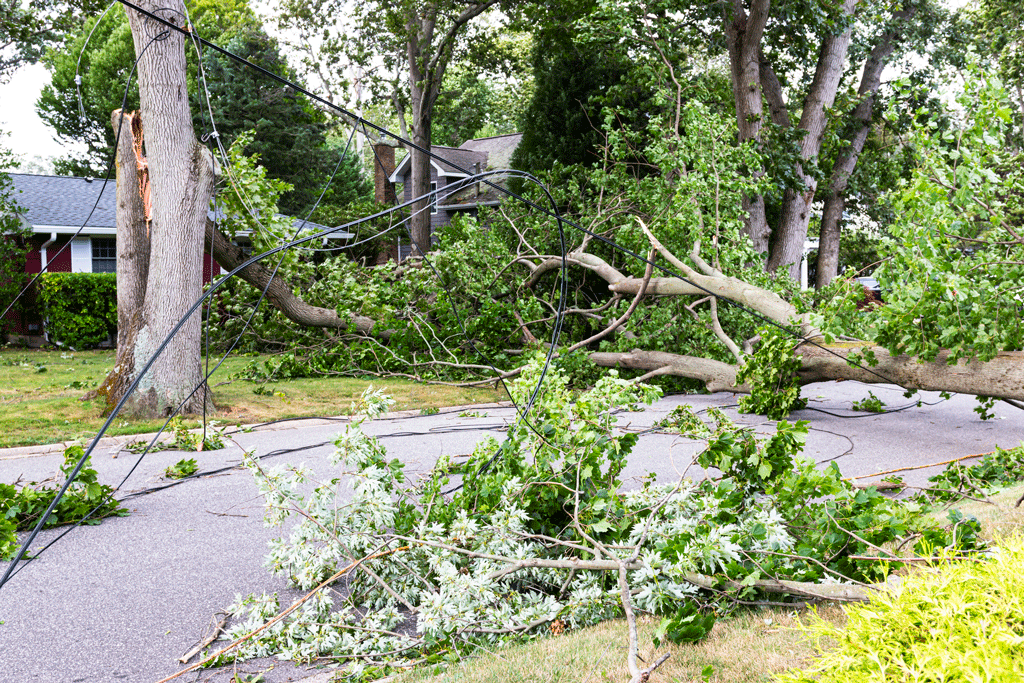 Emergency Tree Service: When You Need It | Tree Trimming Service 