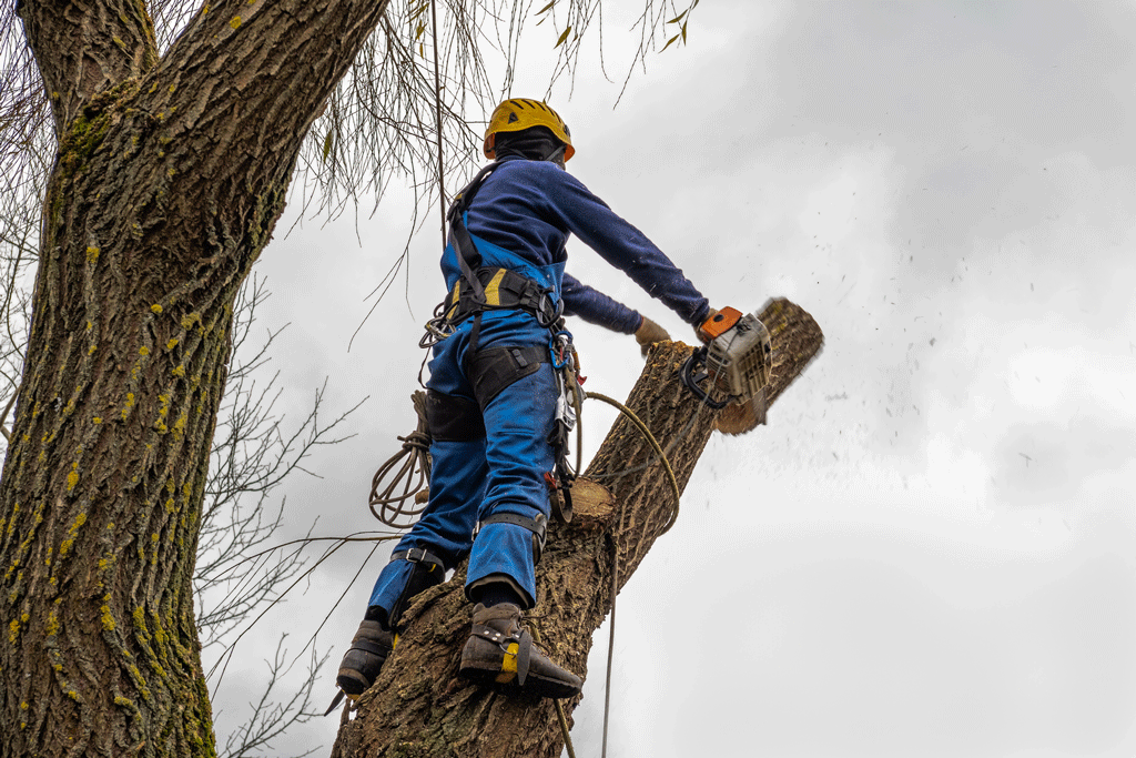 S&P Tree Service: Your Go-To Solution for Tree Trimming Service