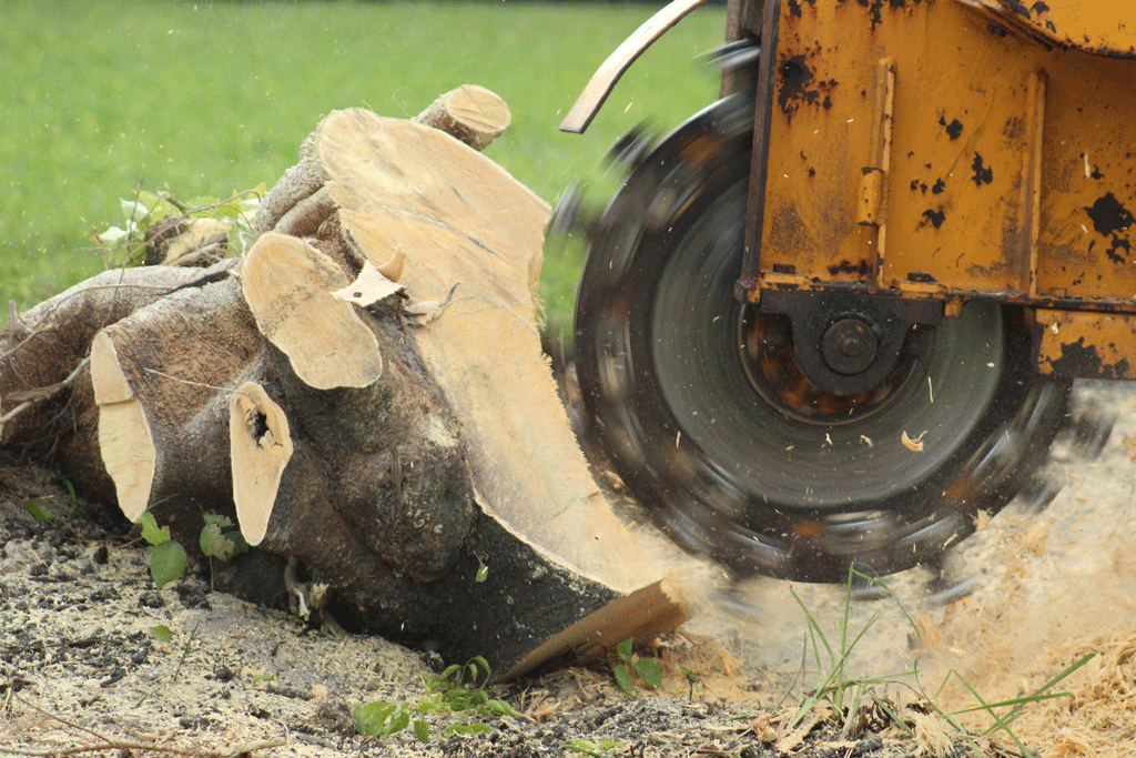 Stump Grinding: Eliminating Potential Hazards and Eyesores | Tree Service 