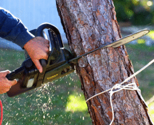 Tree Trimming Service: A Comprehensive Guide