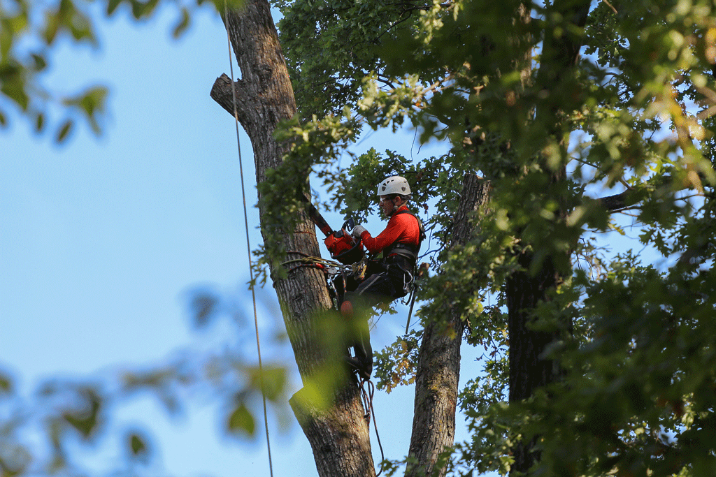 Why Choose Us for Tree Removal Service?