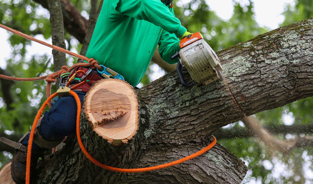 Contact Us | SP Tree Service