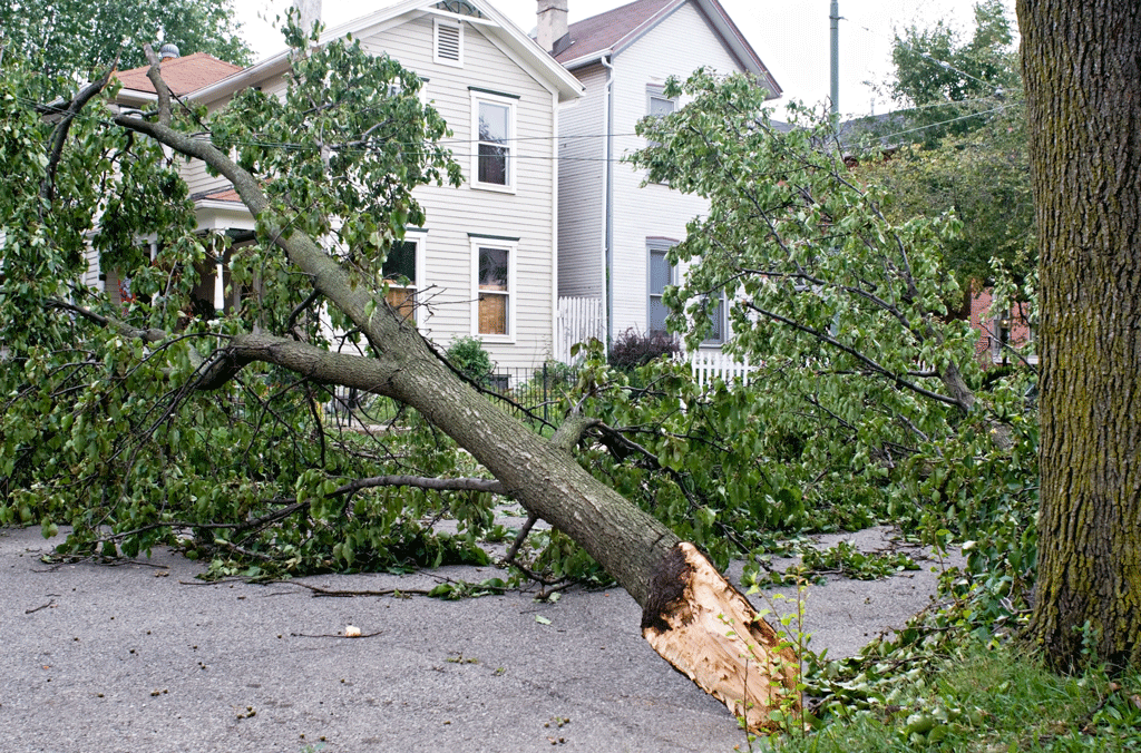 Emergency Response | Tree Removal Service
