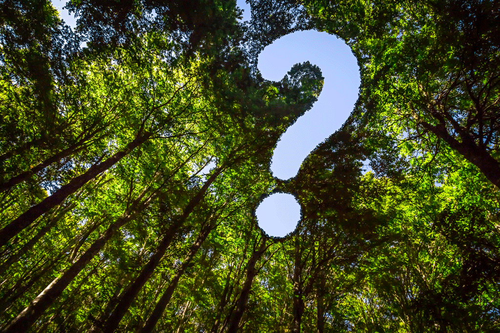 Frequently Asked Questions | Tree Care 