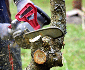 The Essential Guide to Tree Removal Services