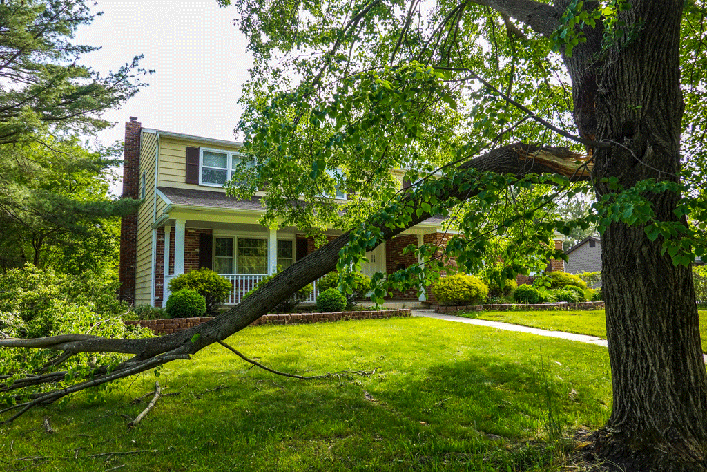 The Risks of DIY Tree Removal | Tree Removal Service 