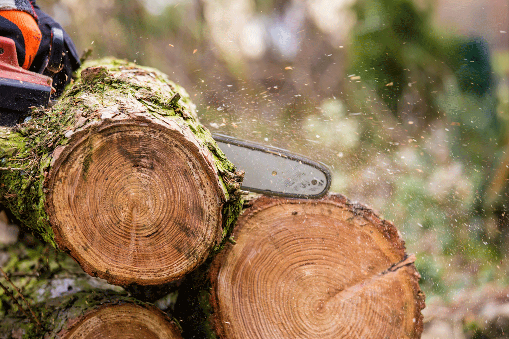 Tree Trimming and Removal Services | Tree Removal Service