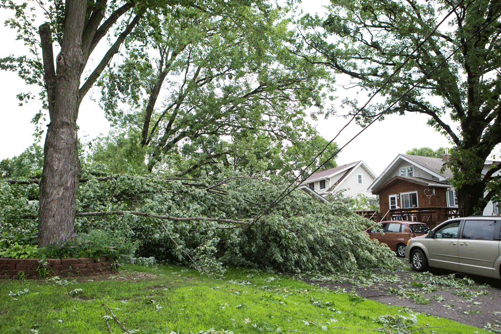 S&P Tree Service's Emergency Tree Solutions | Emergency Tree Service 