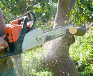 Unlock the Secrets of Tree Trimming Services