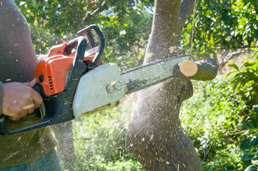 Unlock the Secrets of Tree Trimming Services