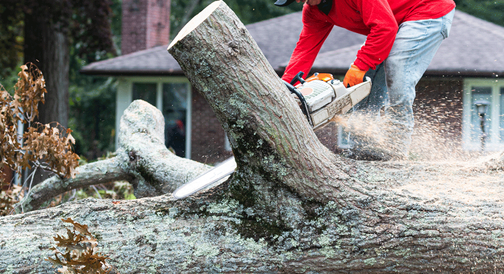 Man Cutting Tree | Tree Service dallas tx fort worth tx prosper tx 