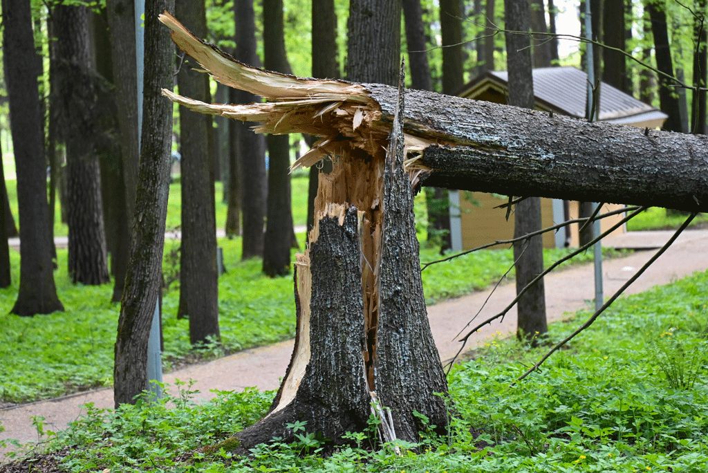 broken tree hanging down tree service propser tx dallas tx 