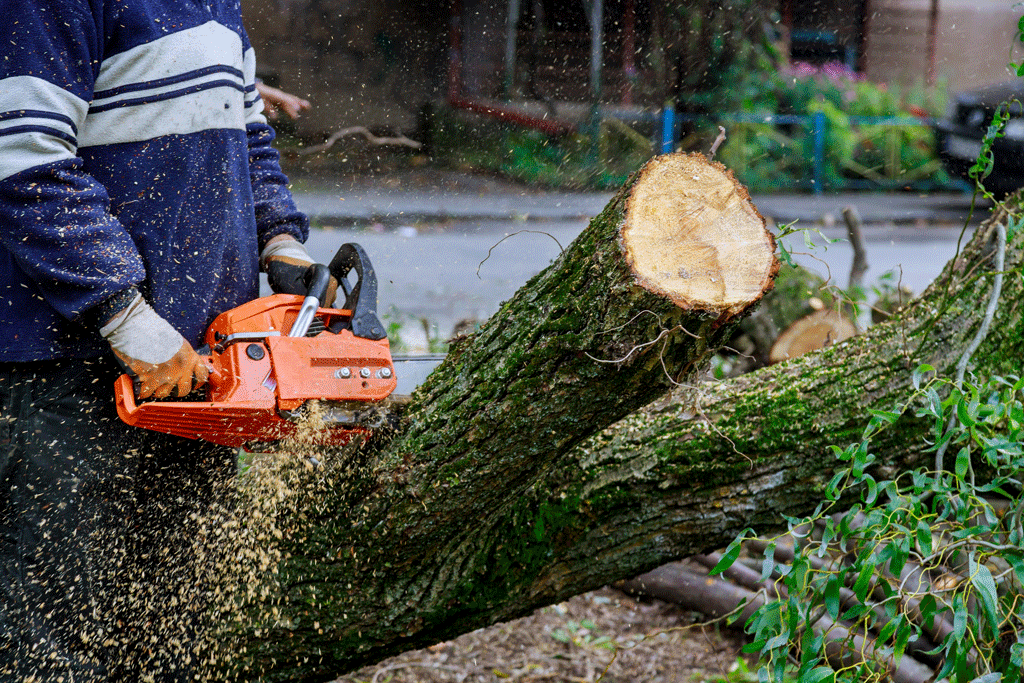 man cutting down tree with chainsaw | tree service dallas tx ft worth tx 