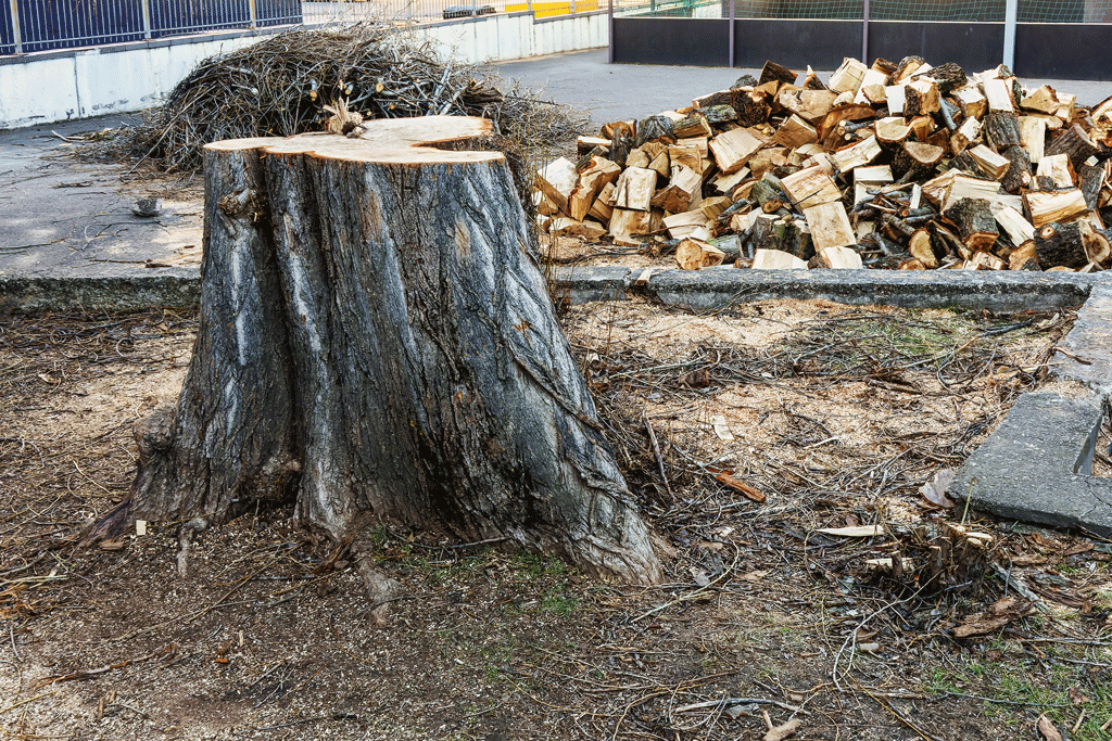 tree stump with smaller pieces tree service prosper tx dallas tx 