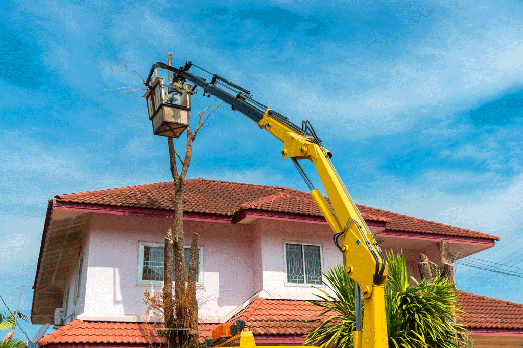 Crane Tree Removal Service: Transforming Landscapes