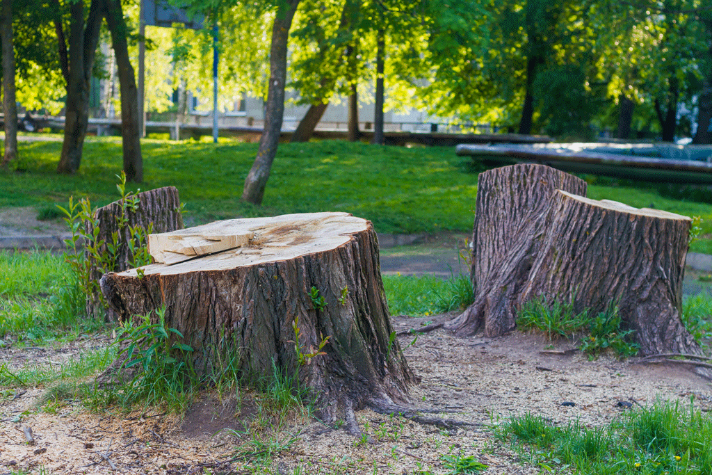 multiple tree stumps with green grass tree stump removal dallas tx prosper tx 