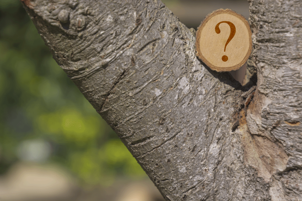 question mark sitting on a tree expert tree service prosper tx dallas tx 