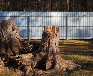 stumps in backyard tree stump removal dallas tx ft worth tx prosper tx