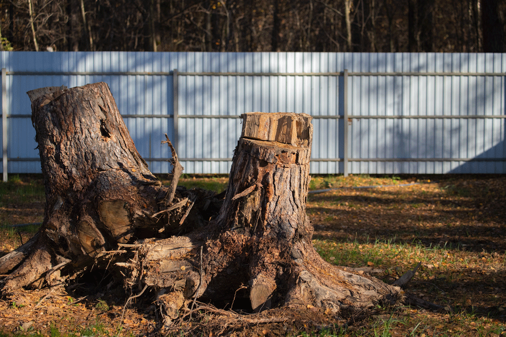 stumps in backyard tree stump removal dallas tx ft worth tx prosper tx