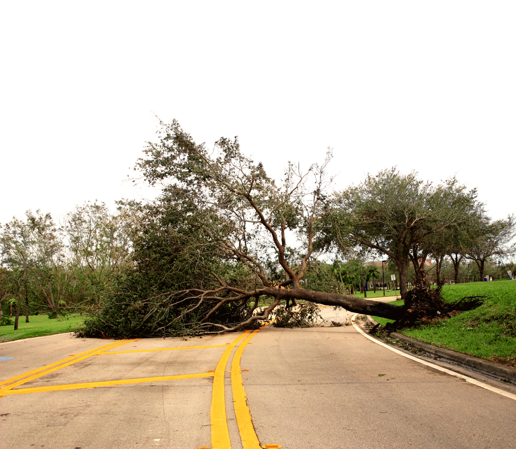 tree down in the middle of the road emergency tree service dallas tx prosper tx 